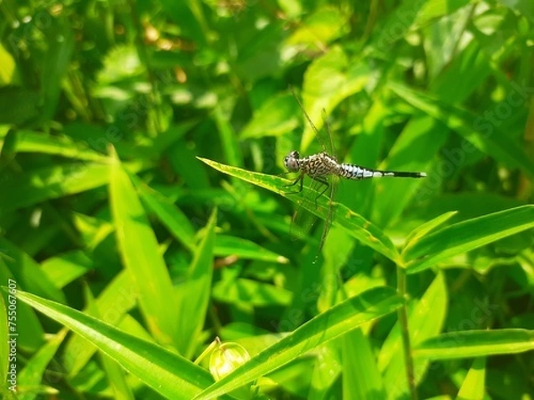 Fototapeta Dragonfly