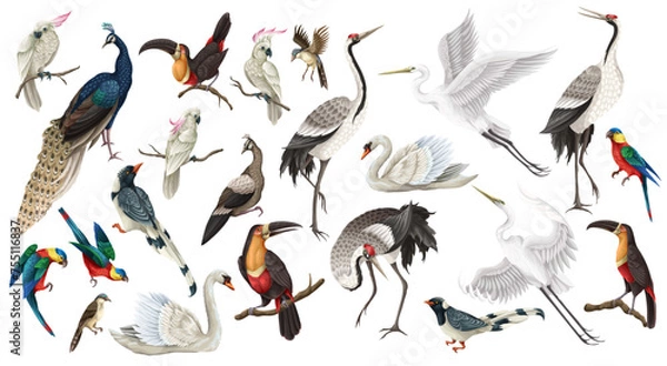 Fototapeta Biggest birds set in realistic style, high quality detail. Vector.