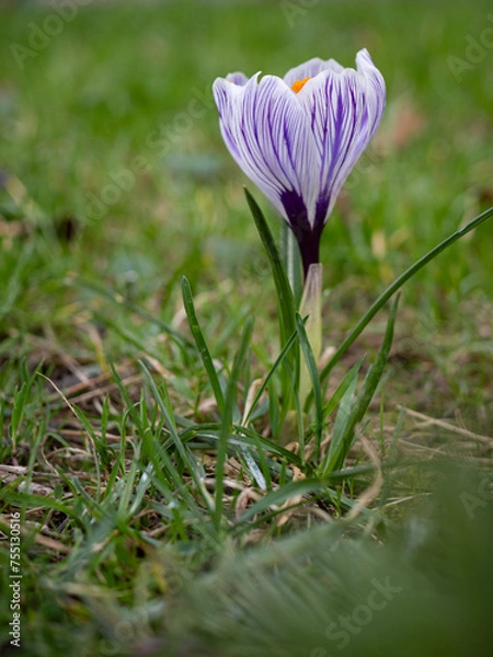 Fototapeta purple crocus flower