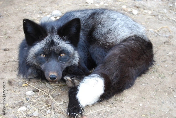 Obraz Sleeping black fox
