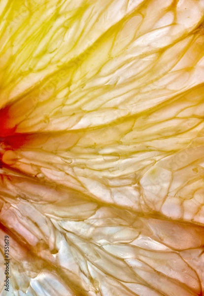 Fototapeta Pink Grapefruit