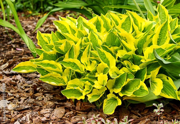 Fototapeta Hosta (funkia) bylina o ozdobnych liściach, odmiana Grand Prize