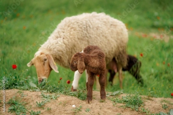 Obraz White sheep and little lamb on a meadow with green grass