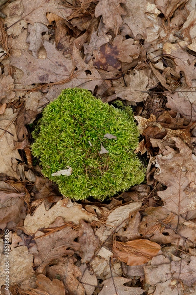 Obraz moss on the trunk