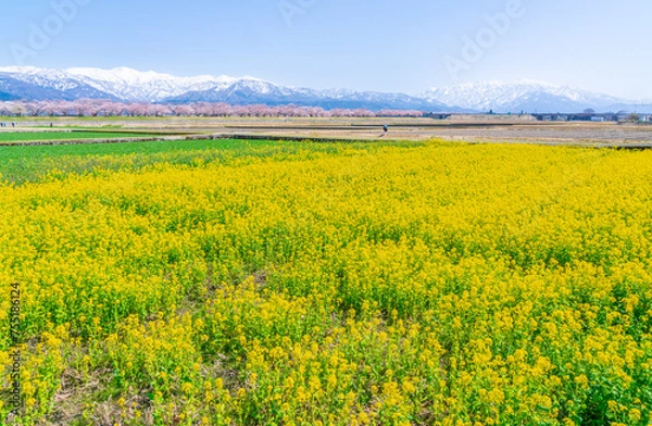 Fototapeta 菜の花と桜と朝日岳