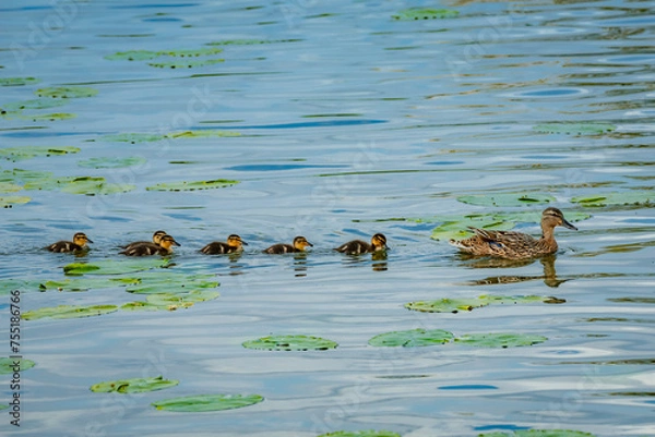 Obraz Mallard ducklings in a row following their mother