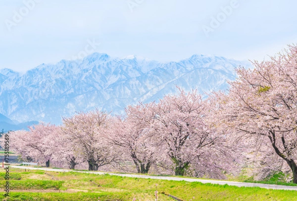 Fototapeta 舟川べりの桜と立山連峰