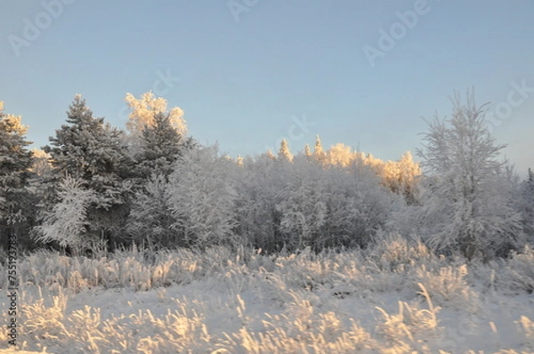 Fototapeta Winter sunset in the forest