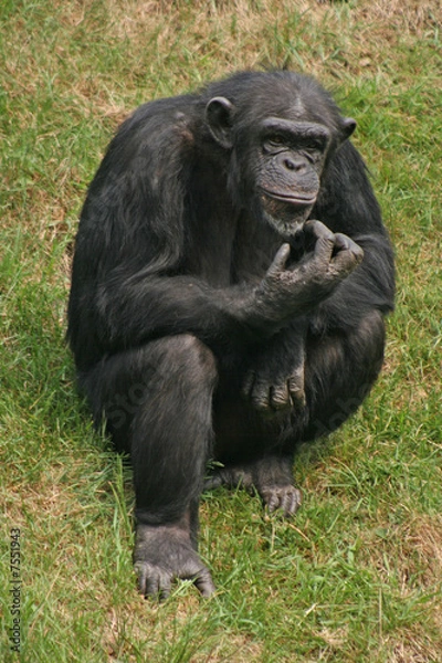 Fototapeta Schimpanse