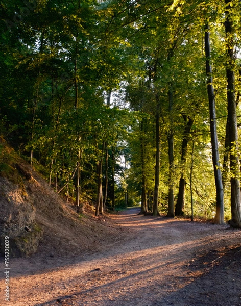 Fototapeta path in the forest