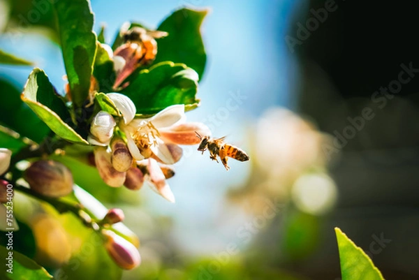 Obraz vibrant bee flying towards flower