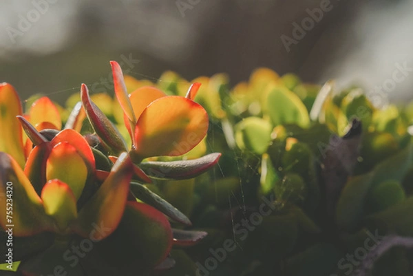 Obraz red tinged succulents