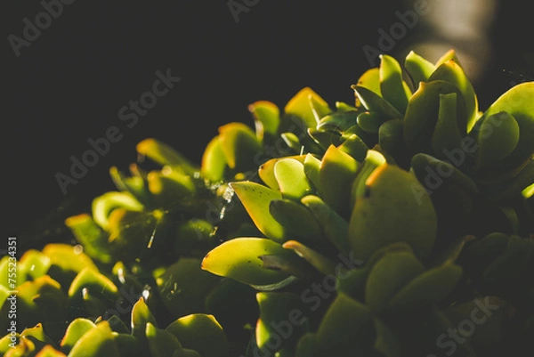 Obraz sunlight through succulents