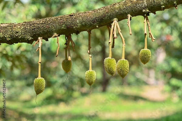 Fototapeta Fresh small durian on tree in Chanthaburi, Thailand, king of fruit in Thai, product quality for export, small durians waiting to be planted until they are ready to be harvested