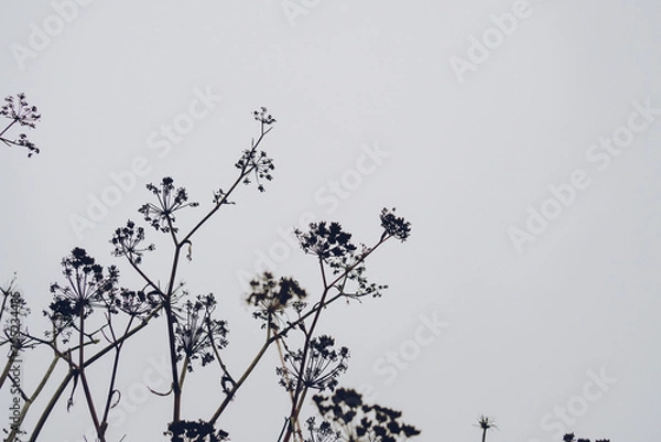 Obraz queen annes lace silhouettes