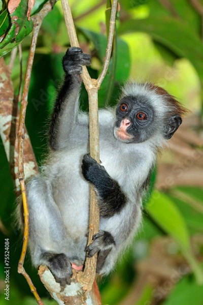 Fototapeta Zanzibar red colobus monkey