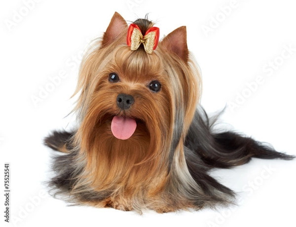 Obraz Yorkie stuck tongue out