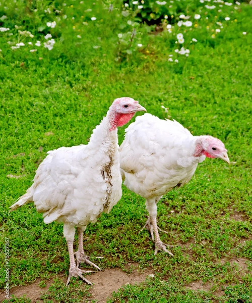 Fototapeta Turkey white on grass background