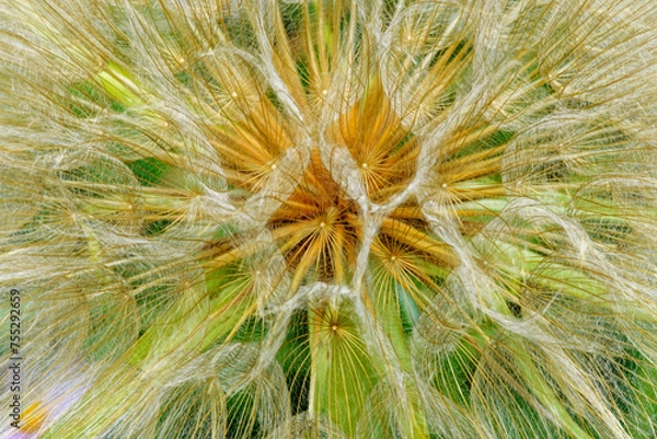 Fototapeta Dandelion macro