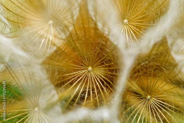 Fototapeta Dandelion macro