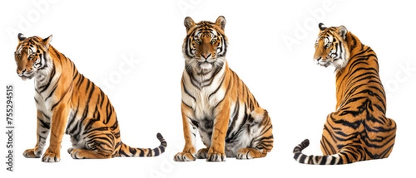Fototapeta A stunning tiger in various regal stances, its striking colors and stripes accentuated against a white backdrop