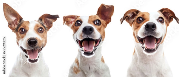 Fototapeta The image features three happy, excited mixed breed dogs against a white background with open mouths and bright eyes