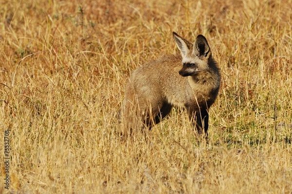 Fototapeta Bat-eared fox