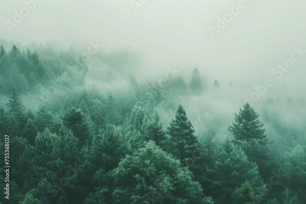 Fototapeta A cooling gradient transition from a deep forest green to a pale sage, offering a refreshing and natural aesthetic
