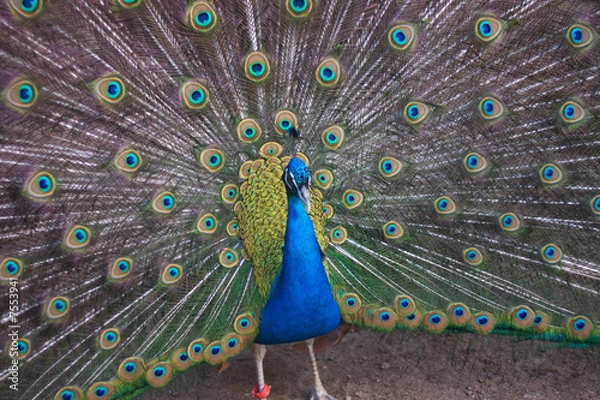 Fototapeta Peacock
