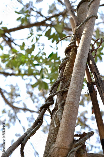 Fototapeta Tinospora cordifolia grows wrapped around a large tree on a blurred background.