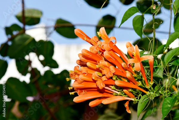 Fototapeta Glorious orange trumpet flowers, with green leaves on a blurred background in the park.