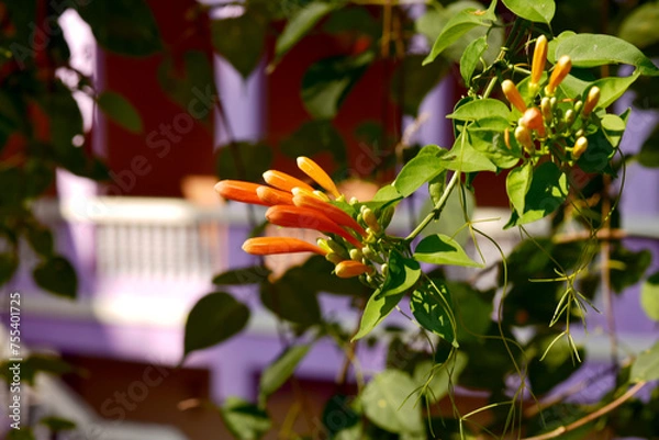 Fototapeta Glorious orange trumpet flowers, with green leaves on a blurred background in the park.