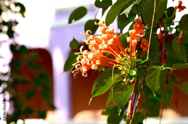 Fototapeta Glorious orange trumpet flowers, with green leaves on a blurred background in the park.