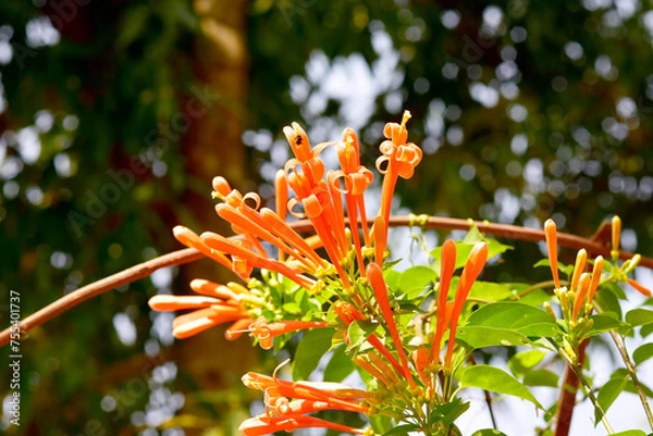 Fototapeta Glorious orange trumpet flowers, with green leaves on a blurred background in the park.