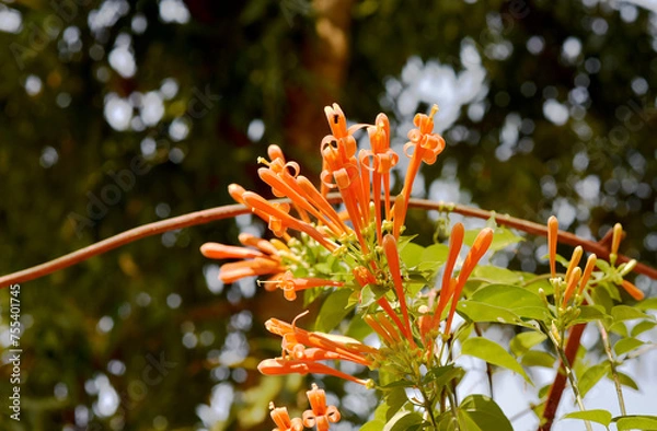 Fototapeta Glorious orange trumpet flowers, with green leaves on a blurred background in the park.