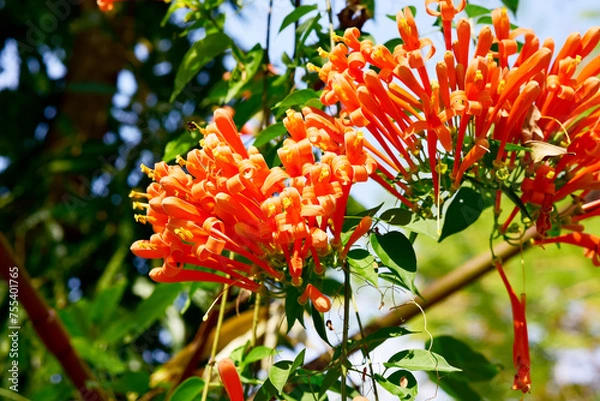 Fototapeta Glorious orange trumpet flowers, with green leaves on a blurred background in the park.
