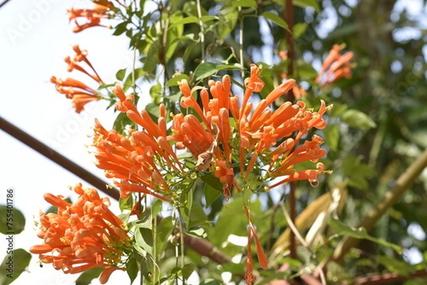 Fototapeta Glorious orange trumpet flowers, with green leaves on a blurred background in the park.