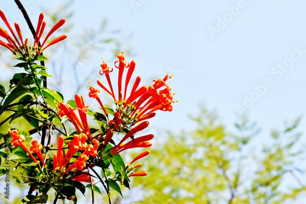 Fototapeta Glorious orange trumpet flowers, with green leaves on a blurred background in the park.