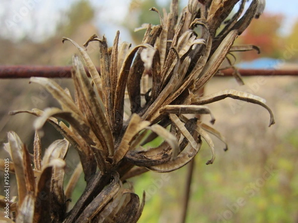 Obraz brauner Herbst