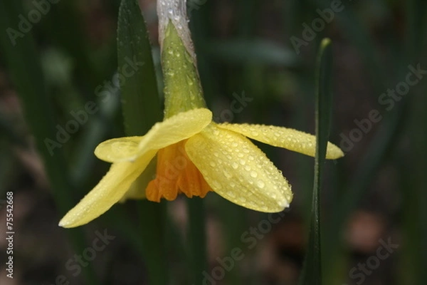 Obraz Narzisse in gelb