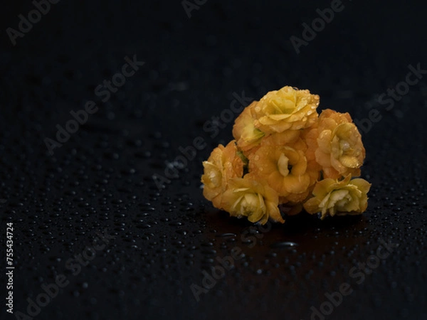 Obraz Drops and flowers 