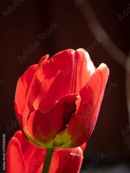 Obraz Tulip 