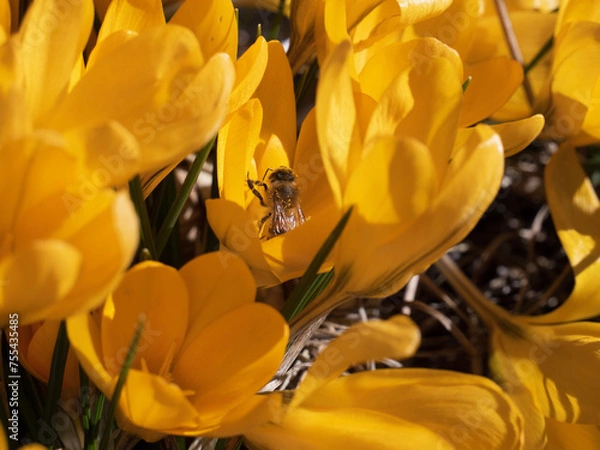 Obraz In the flowers 