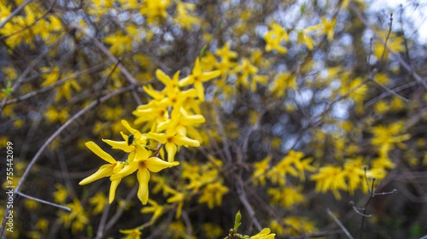 Fototapeta Fosythien