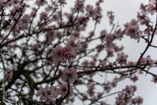 Fototapeta Mandelblüte