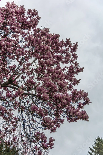 Obraz Maginolienbaum