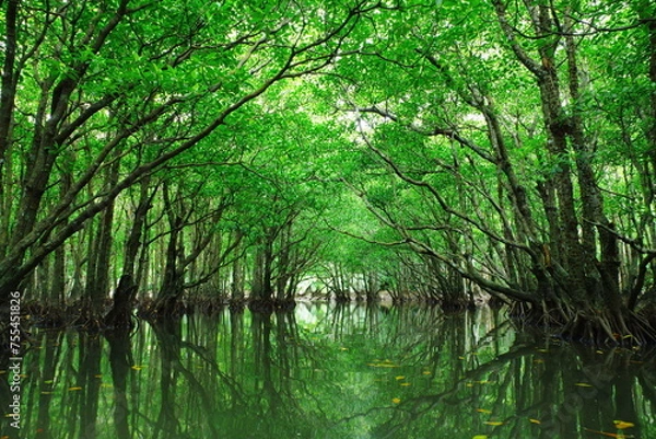 Obraz 沖縄県西表島　仲間川の支流にあるマングローブのトンネル