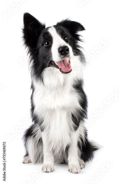 Fototapeta Beautiful black and white Border Collie, sitting up facing front with mouth open, looking slightly up beside camera, isolated on a white background