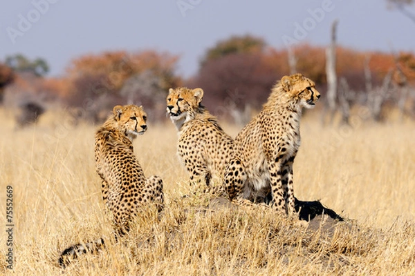 Fototapeta Cheetah cubs on termite mount