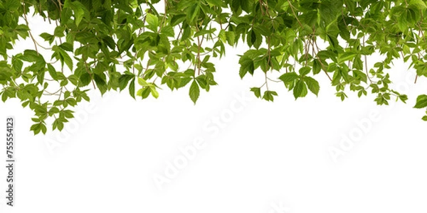Fototapeta green grass isolated on white